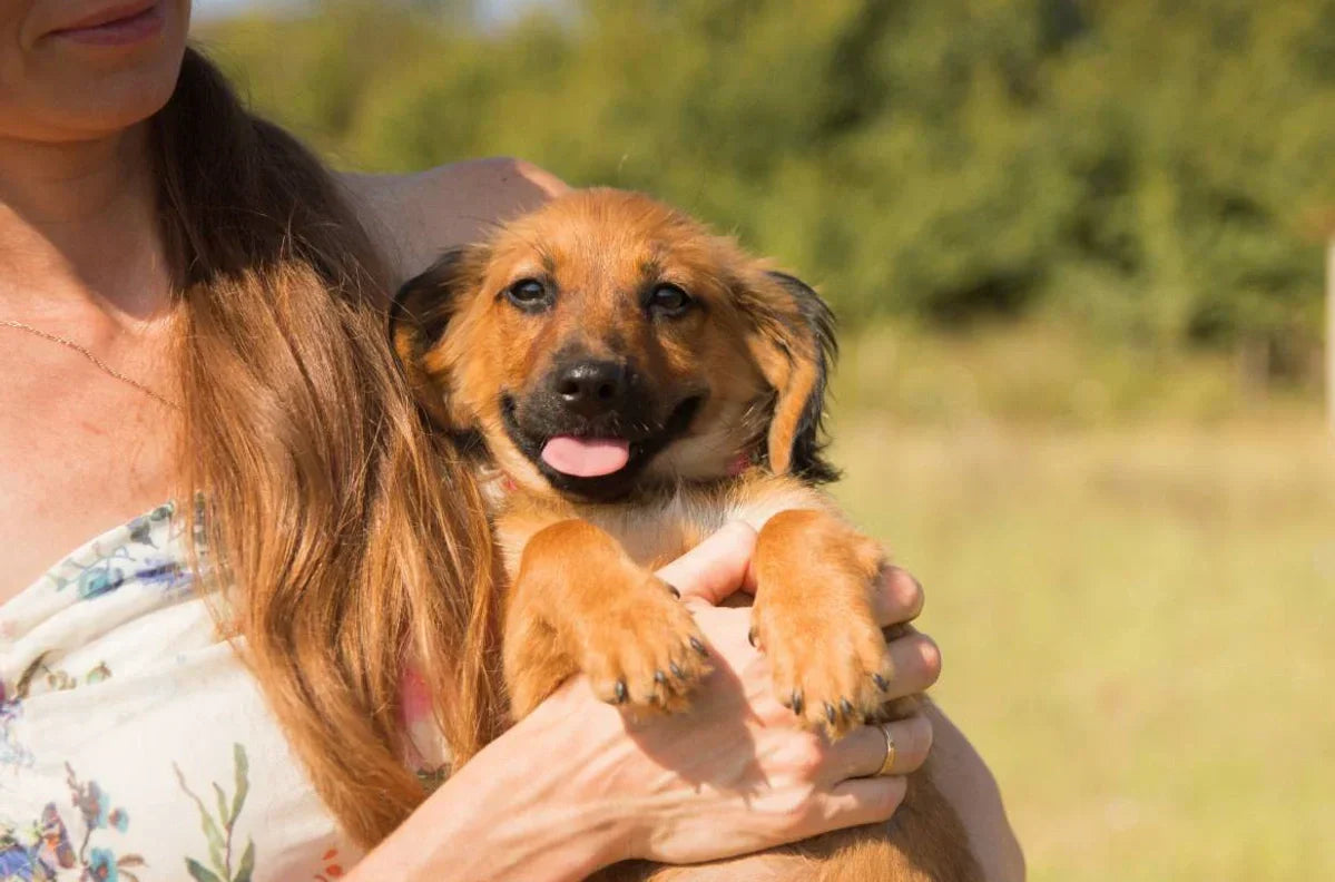 Gift Your Puppy the Best Start in Life