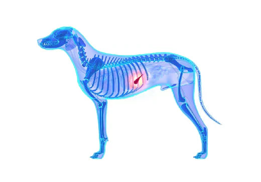 What is Pancreatitis in Dogs