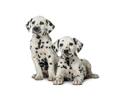 Raw Feeding Dalmatians