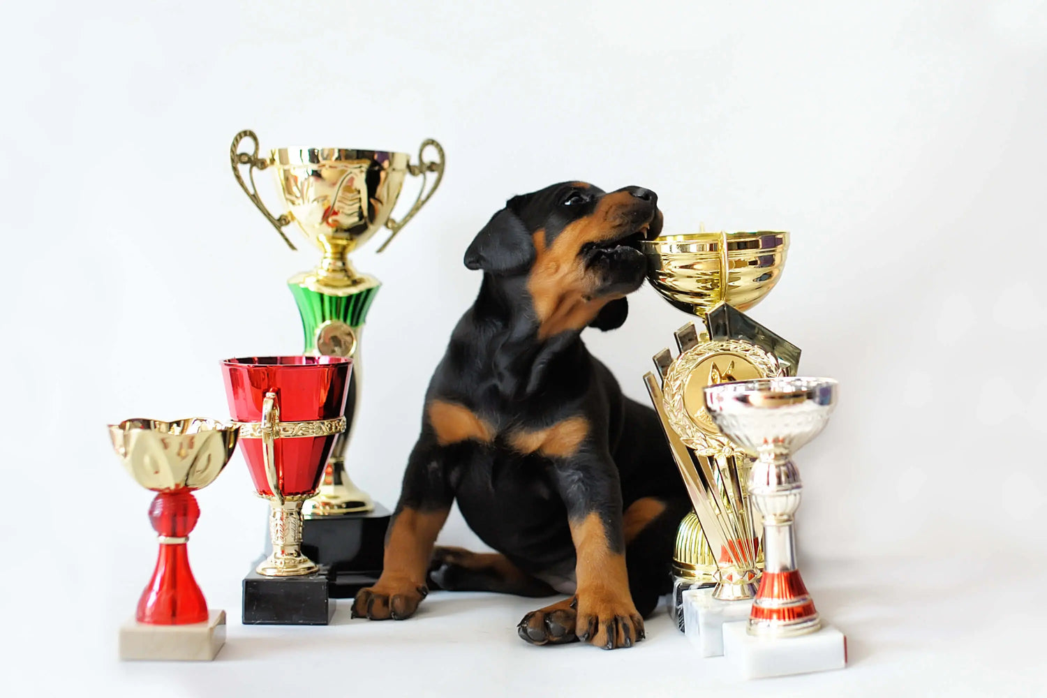The Most Accredited Raw Dog Food Company