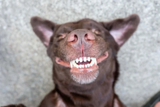 How Raw Diets Improve Dogs' Teeth & Oral Hygiene