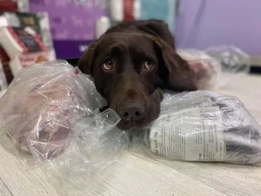 Raw Feeding Cured My Dog's Pancreatitis