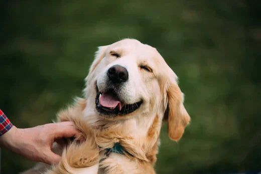 An image of a dog used to discuss the benefits of raw feeding