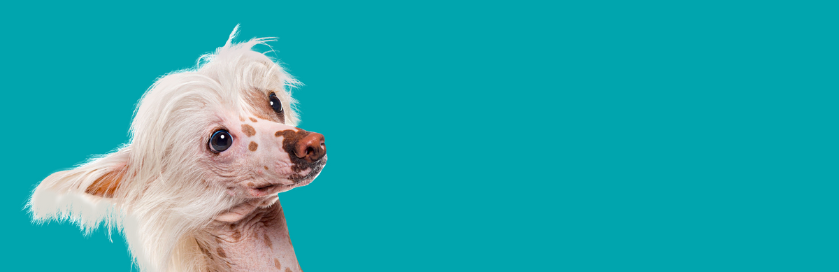 A Chinese Crested dog with long white hair and spotted skin tilts its head to the side, looking curious, against a bright teal background—perhaps intrigued by the scent of raw dog food nearby.