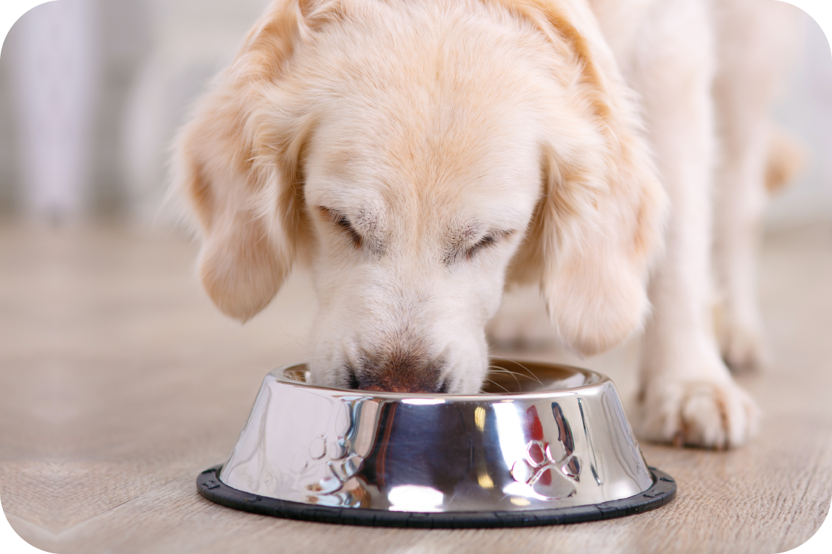 A golden retriever eats raw dog food from a shiny metal dog bowl placed on a wooden floor.