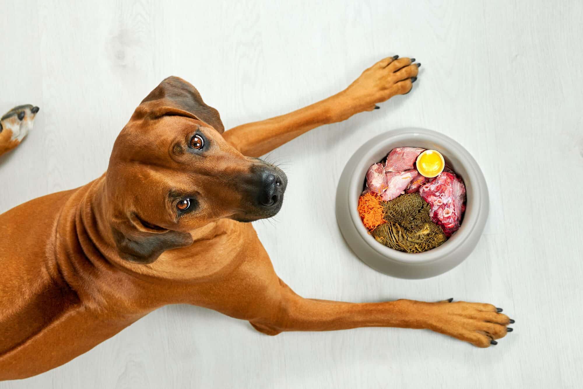 A brown dog lies on the floor, looking up, with its paws around a bowl of raw dog food including meat, an egg yolk, grated vegetables, and greens.