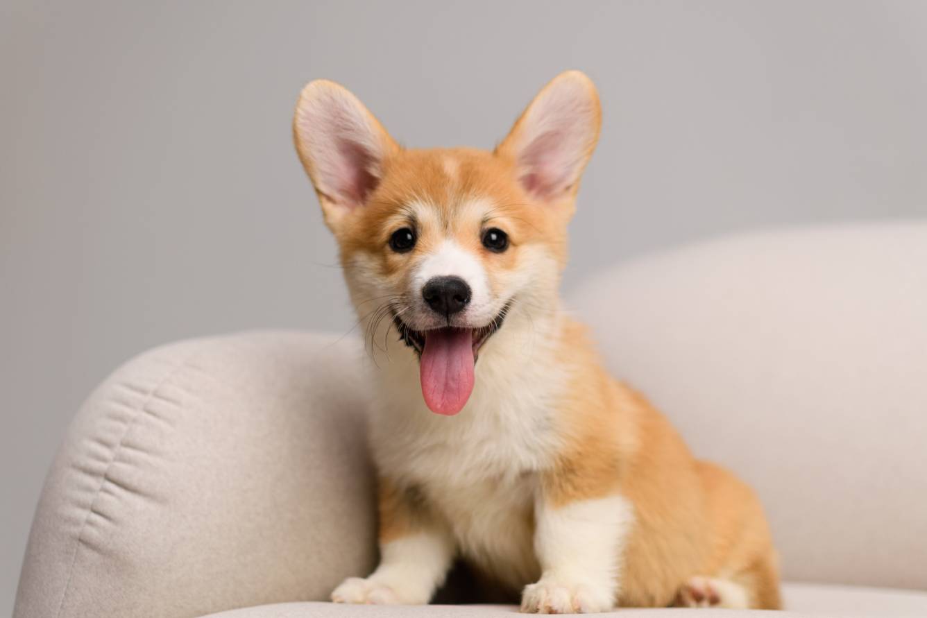 A happy tan and white corgi puppy, fueled by nutritious raw dog food, sits on a light-colored couch with its tongue out, looking at the camera.