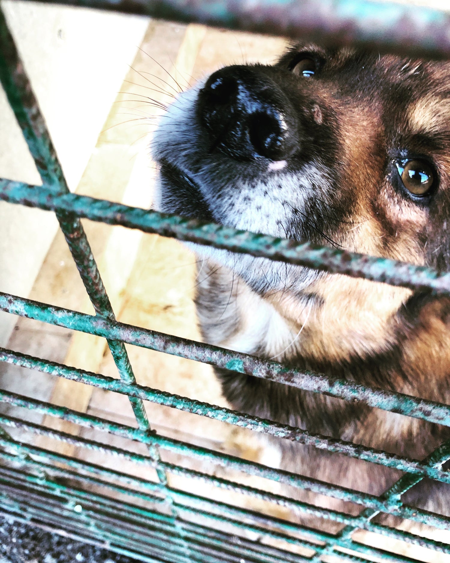 The Growing Crisis Facing Rescue Dogs in the UK and Why It Matters More Than Ever
