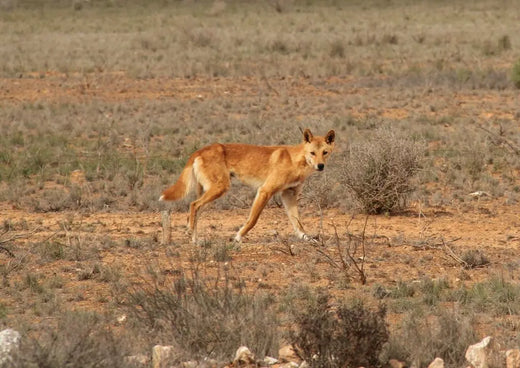 Why Dogs are Carnivores Not Omnivores