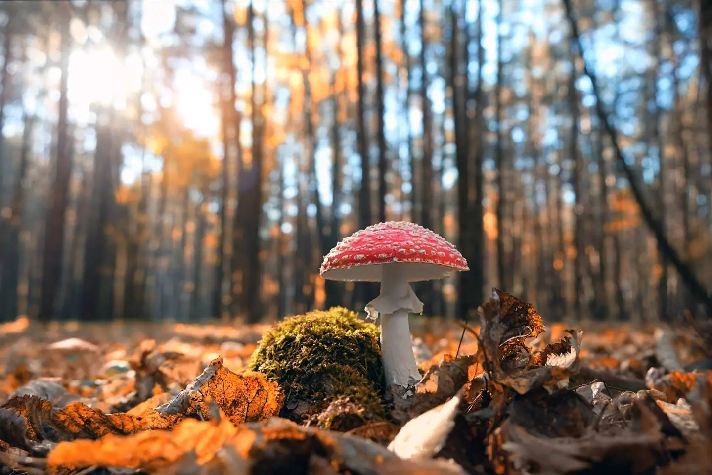 Autumn Series: Wild Mushrooms