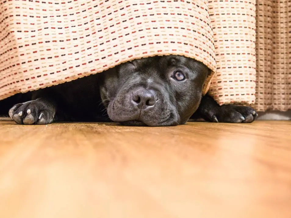 How to Keep Your Dog Calm During Firework Season