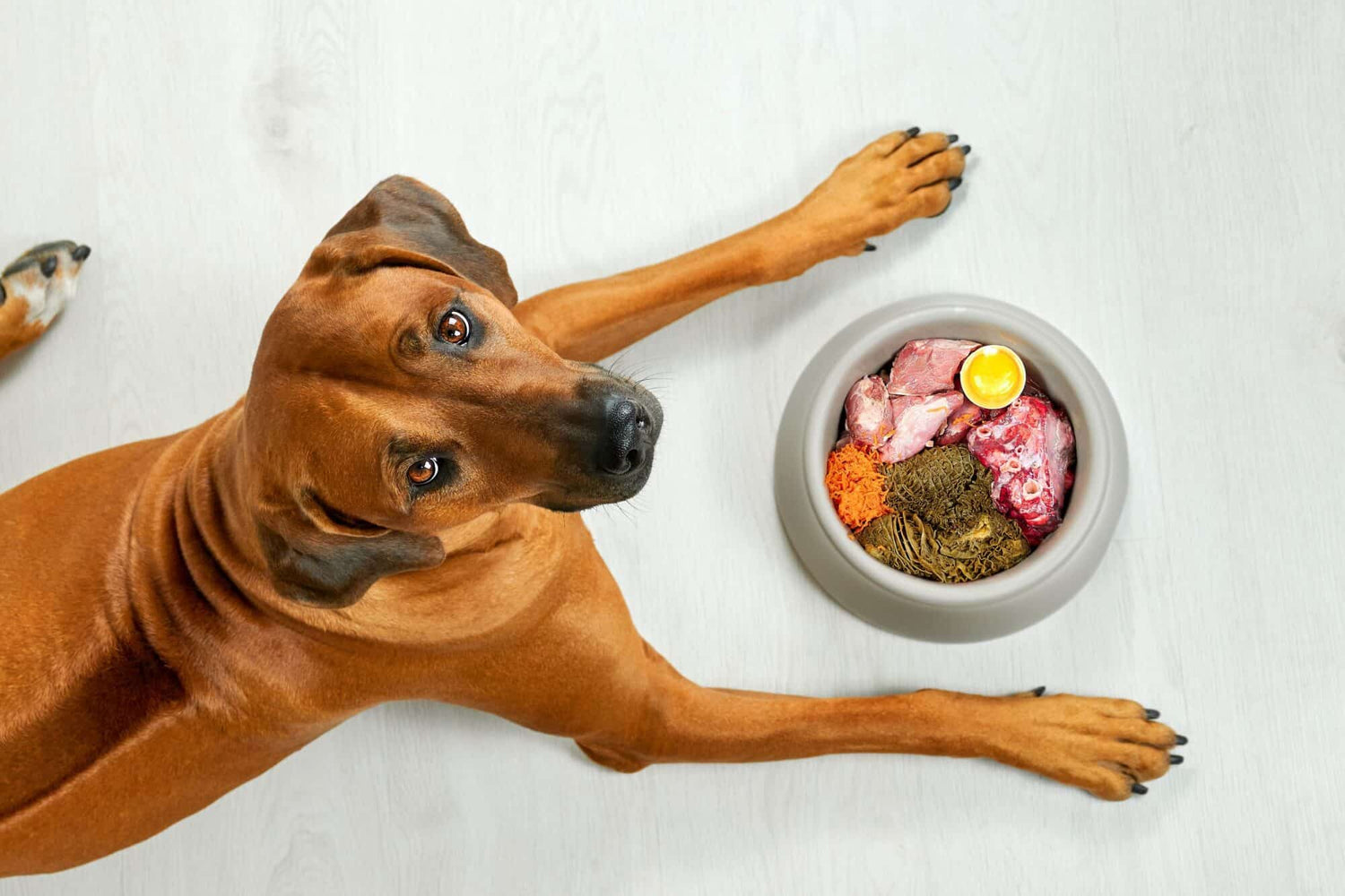 Great News for New Raw Feeders: Fewer Salmonella Cases Found in UK Raw Pet Food