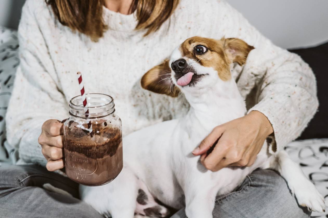 What to Do If Your Dog Eats Chocolate