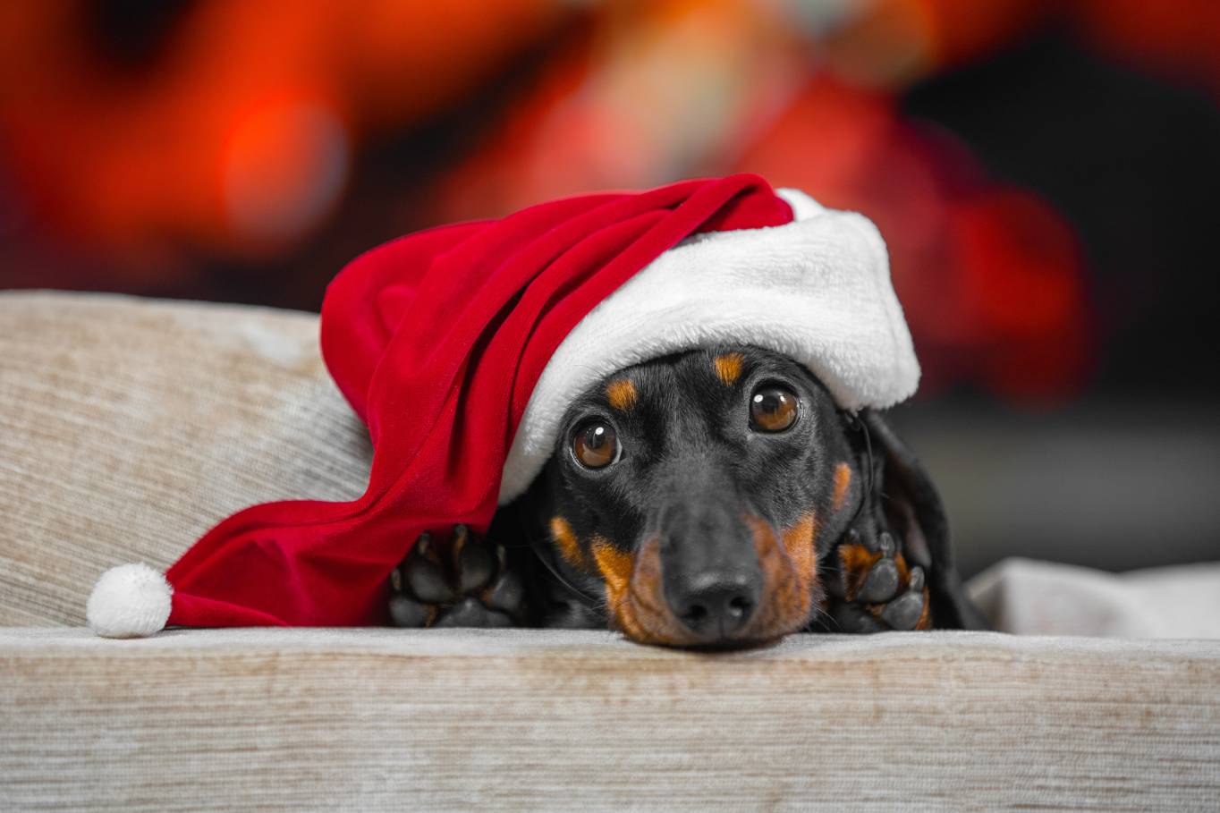 Christmas Safety for Dogs: Decorations & Non-Food Hazards to Watch Out For