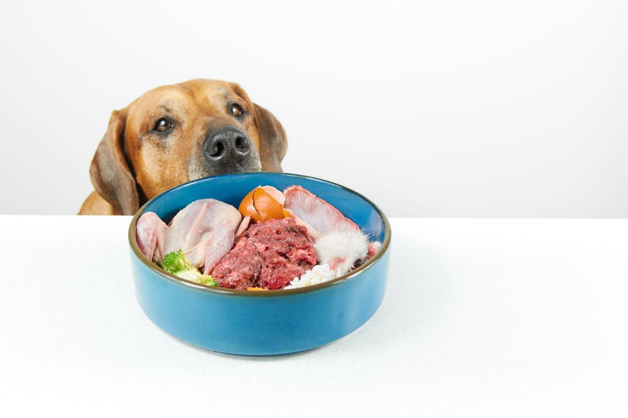 Pet Humanisation and Raw Nutrition: Why More UK Dog Owners Are Choosing Paleo Ridge