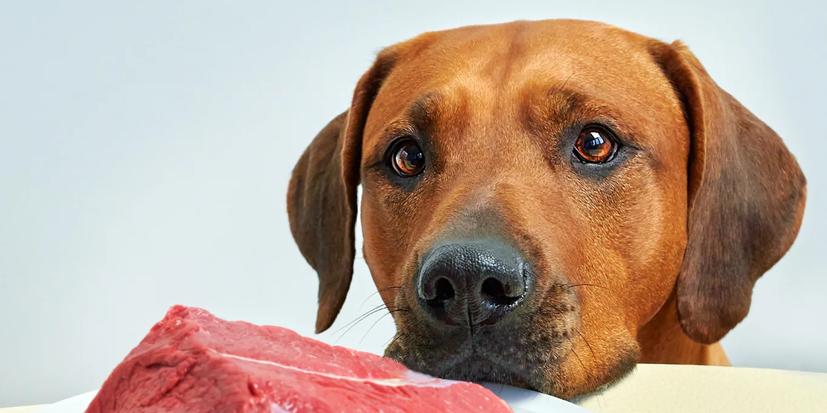 A close-up of a brown dog looking at a piece of raw red meat in the foreground against a light gray background.