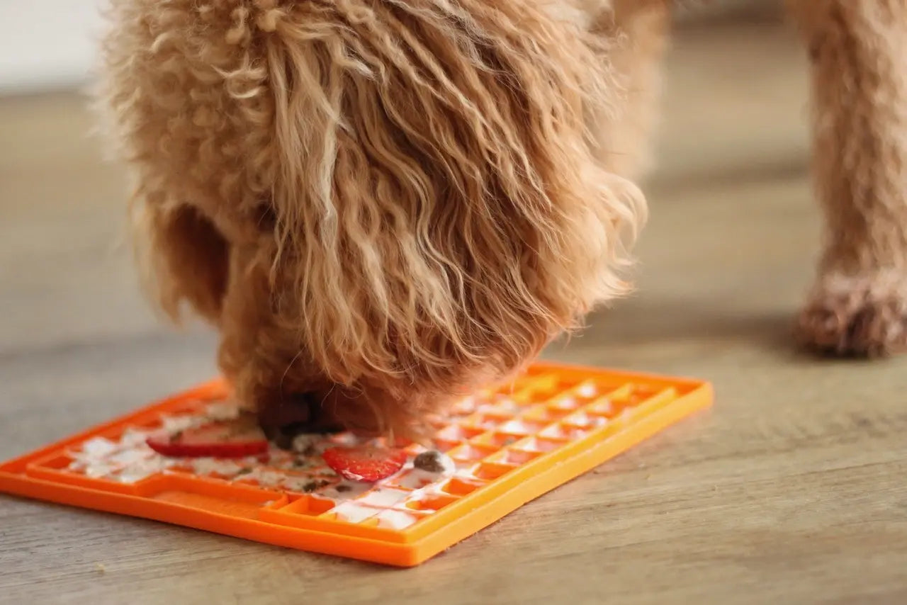 A curly-haired dog licks raw dog food from an orange textured mat on a wooden floor, focusing intently on the treat.