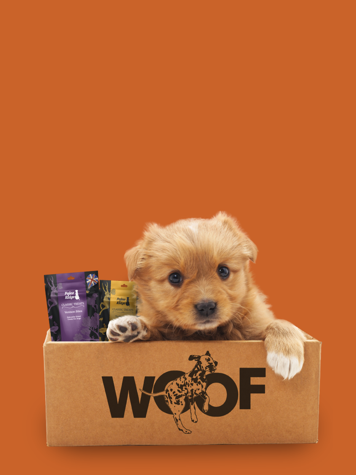 A small brown puppy sits in a cardboard box labeled “WOOF,” with two packets of raw dog food beside it, all set against an orange background.