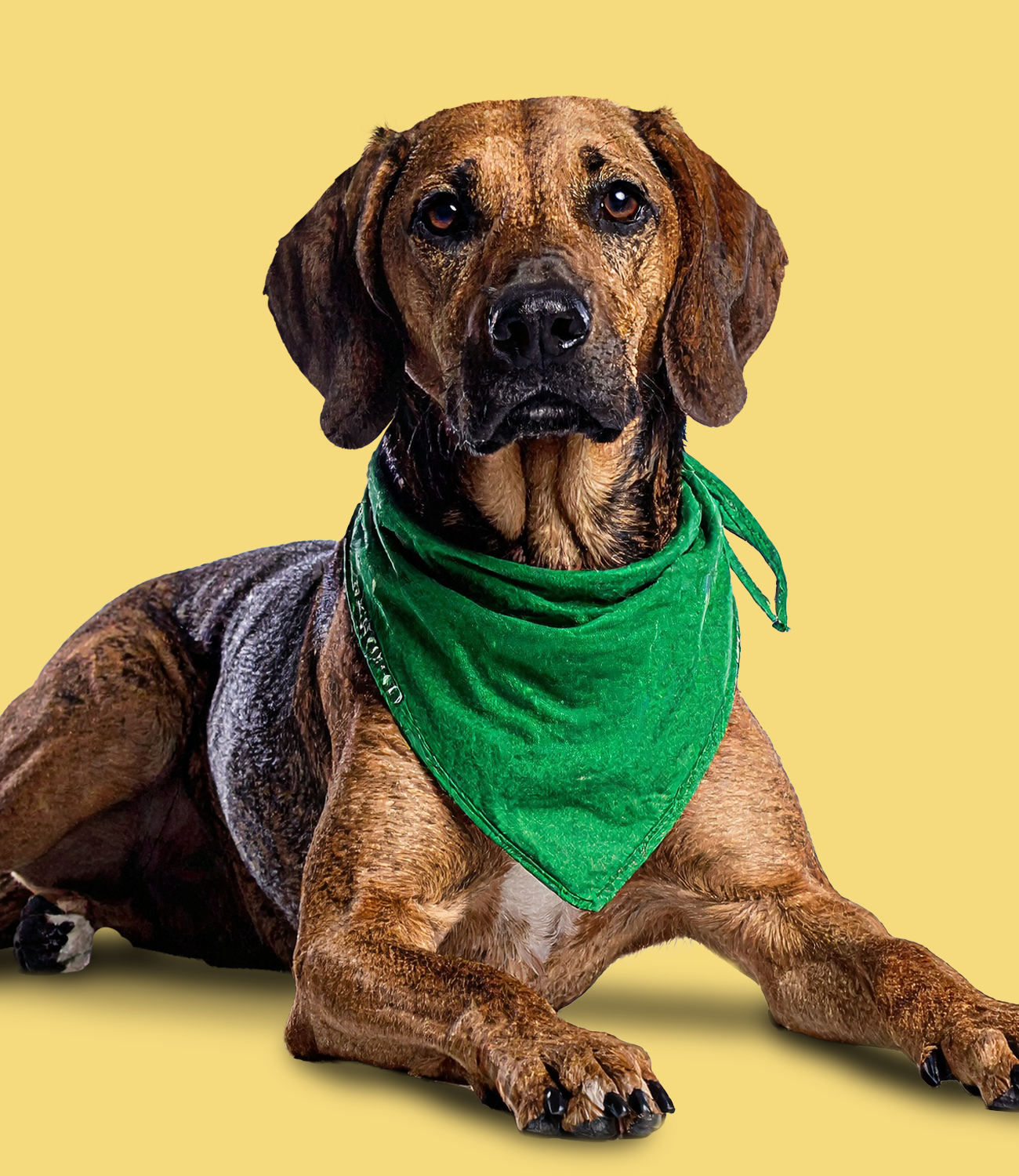 A brown dog with black markings, fueled by a diet of raw dog food, wears a green bandana and lies down on a yellow background, looking directly at the camera.