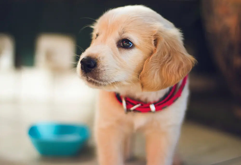 Golden retriever puppy with a red collar stands indoors, looking to the left. A blue water bowl is blurred in the background, possibly waiting to be filled after mealtime. Warm lighting highlights the puppy’s soft fur, giving a cozy glow as it eagerly awaits its serving of raw dog food.