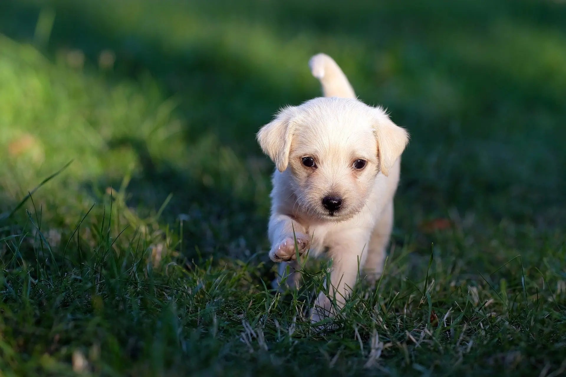 A small, fluffy, light-colored puppy walks toward the camera across a grassy field, with sunlight illuminating its fur and casting a shadow on the grass, eager for an adventure—or perhaps a taste of raw dog food waiting at home.