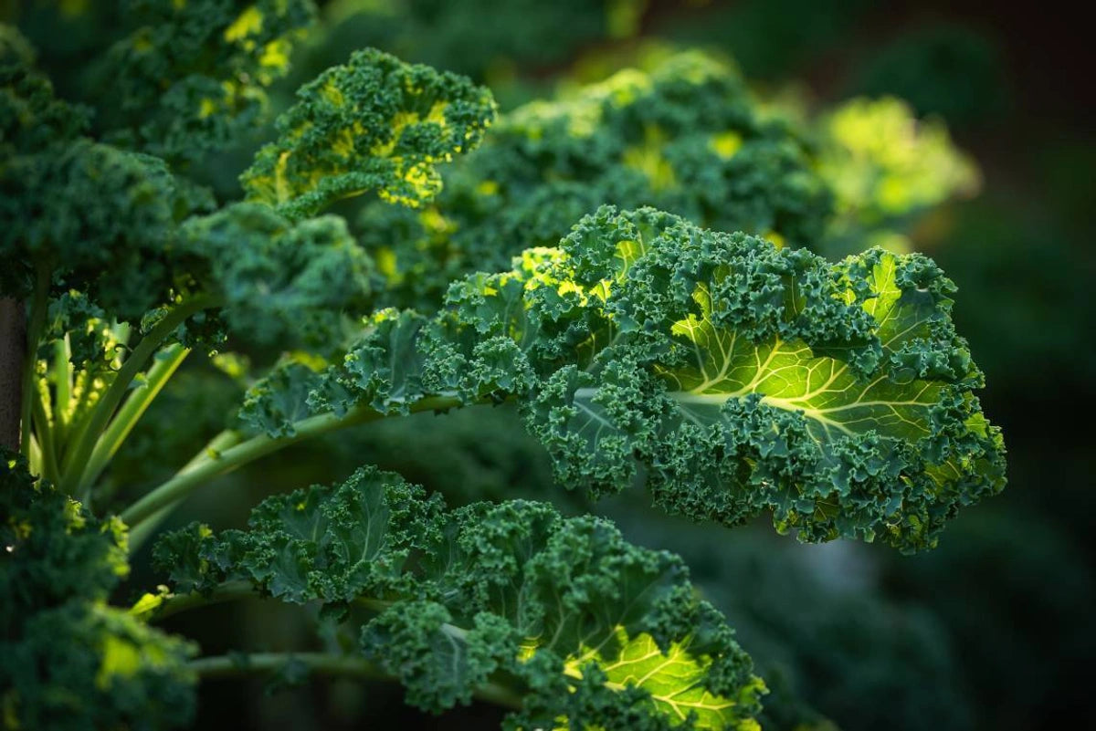 Close-up of vibrant green kale leaves growing in sunlight, highlighting the curly texture and veins of the foliage—an ideal nutrient-rich ingredient often included in raw dog food diets.