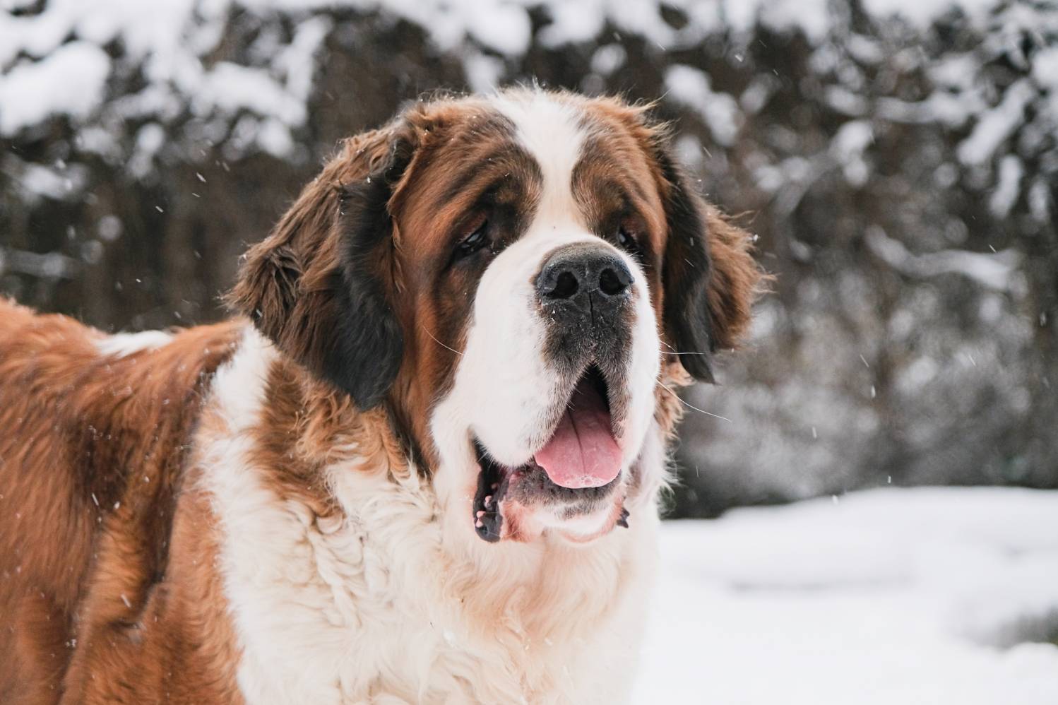 A Saint Bernard dog with a white and brown coat stands outside in the snow with its mouth open and tongue out, eagerly anticipating its next meal of raw dog food as snowflakes fall around.